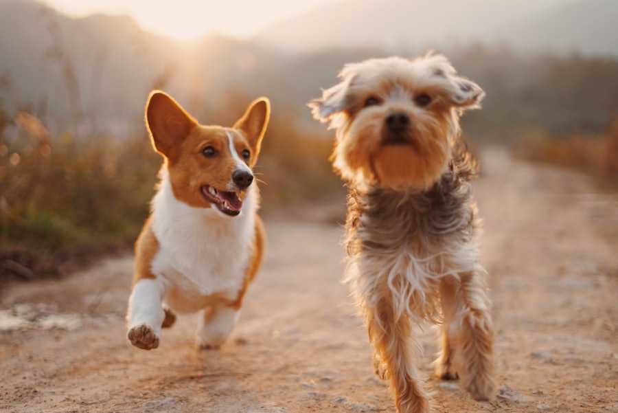 Two happy dogs running at an outdoor dog daycare