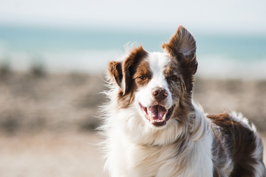 A happy border collie outdoors after a day of play